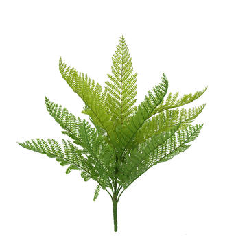 Lady Fern - varied green