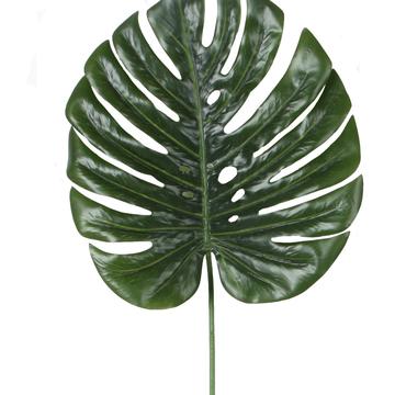Monstera Deliciosa (leaf)