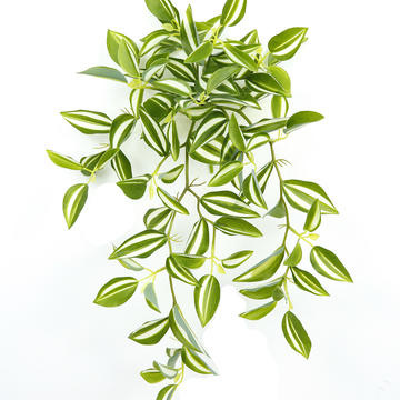 Tradescantia Fluminensis