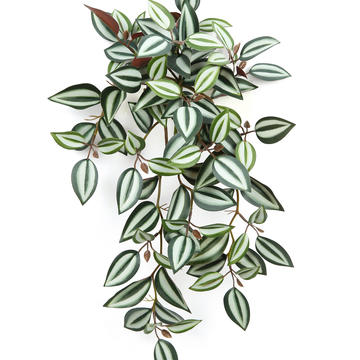 Tradescantia Zebrina