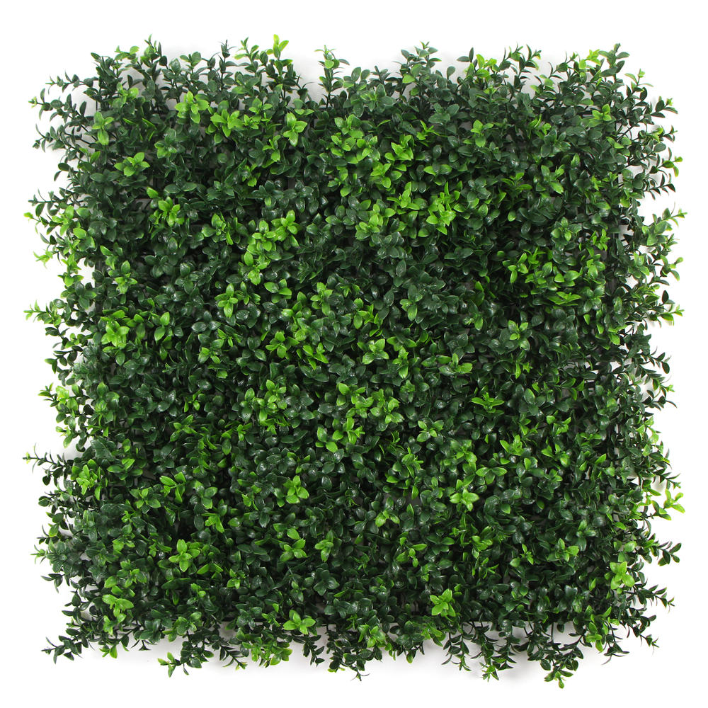 Summer Buxus