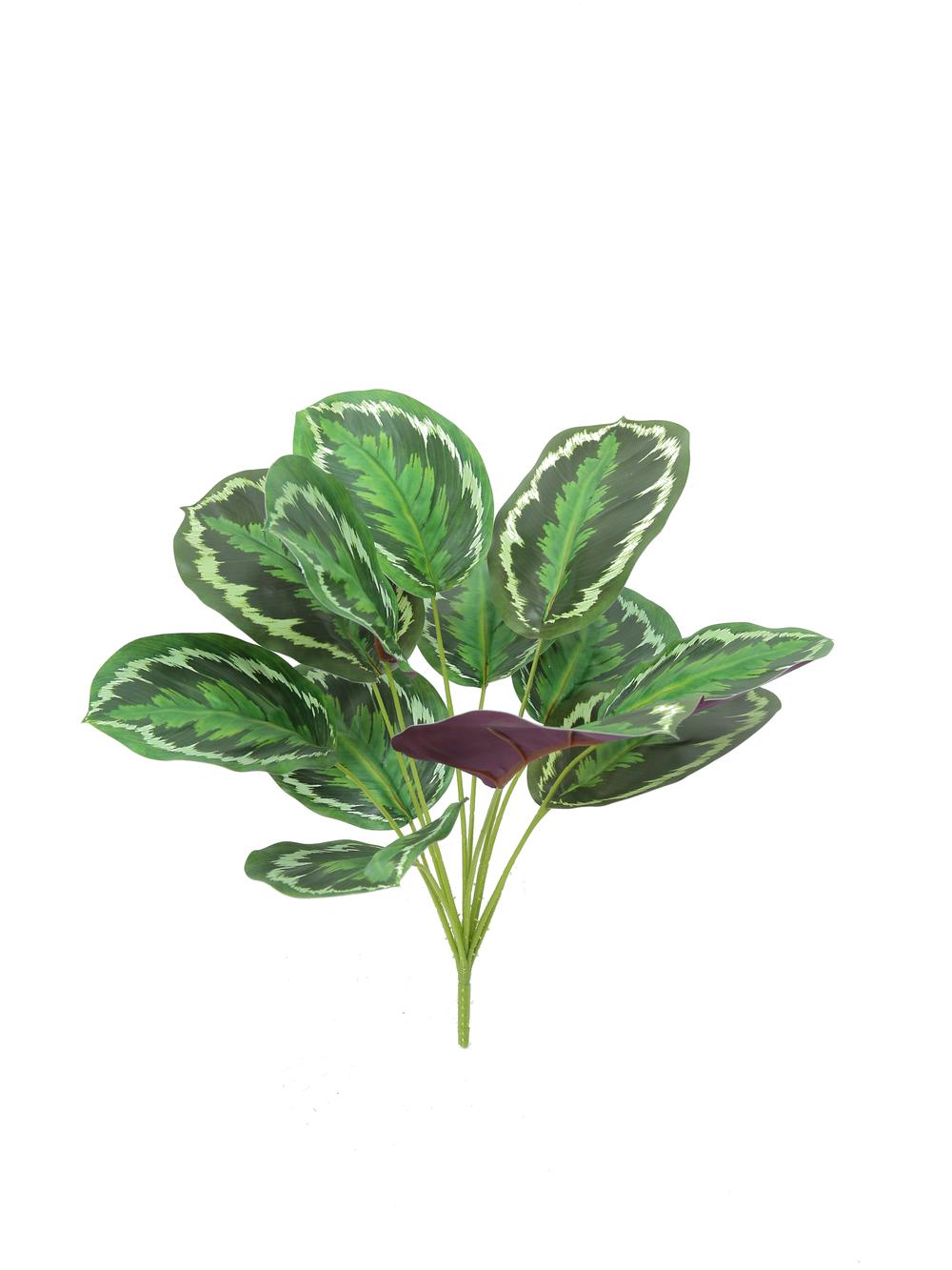 Calathea roseopicta