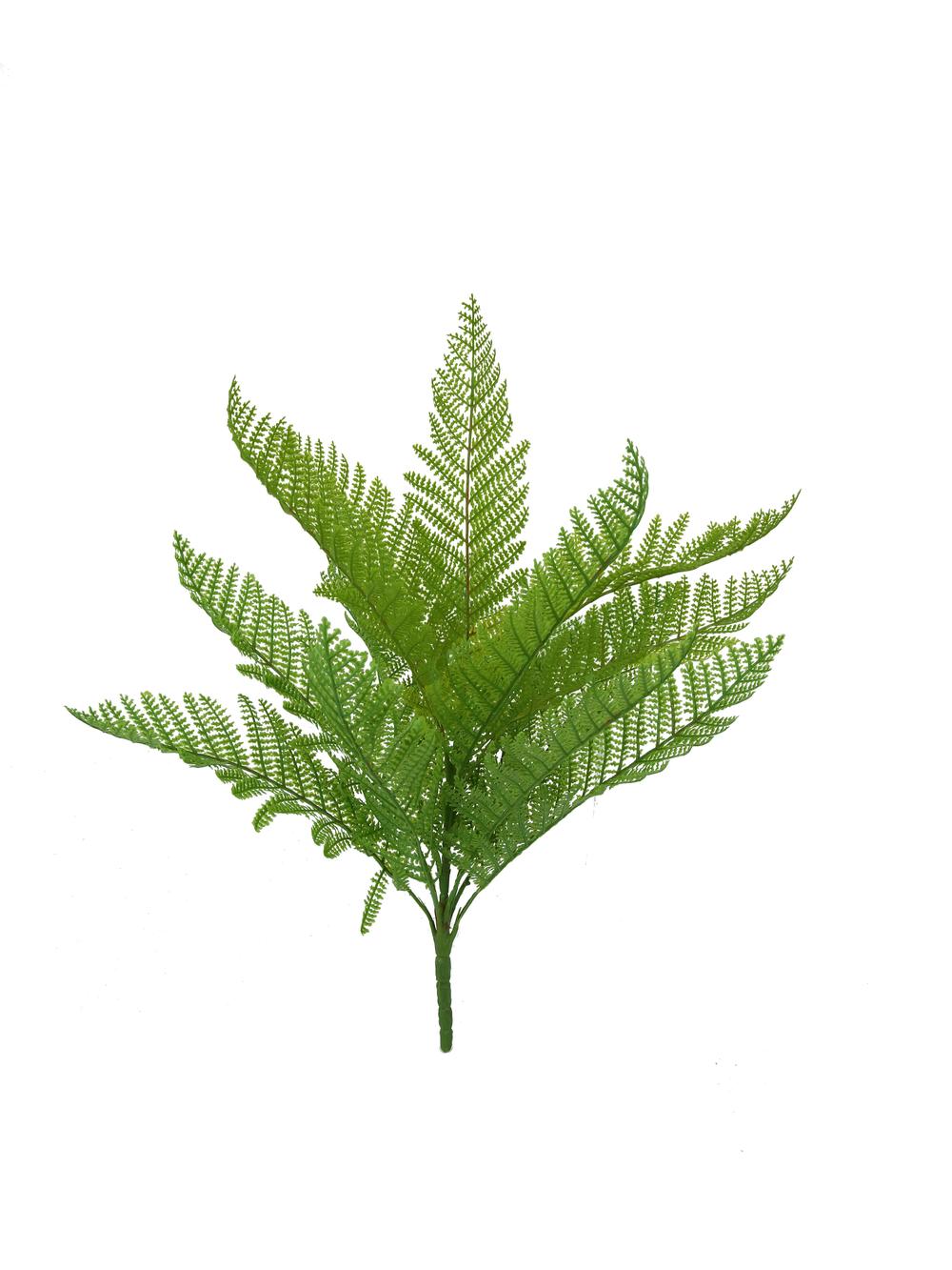 Lady Fern full green