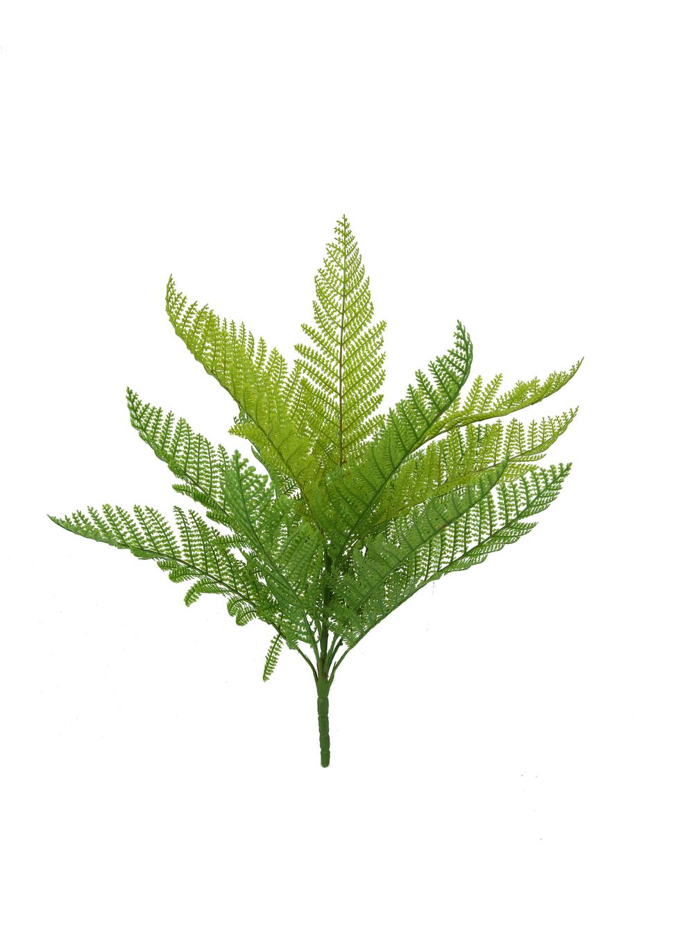 Lady Fern varied green