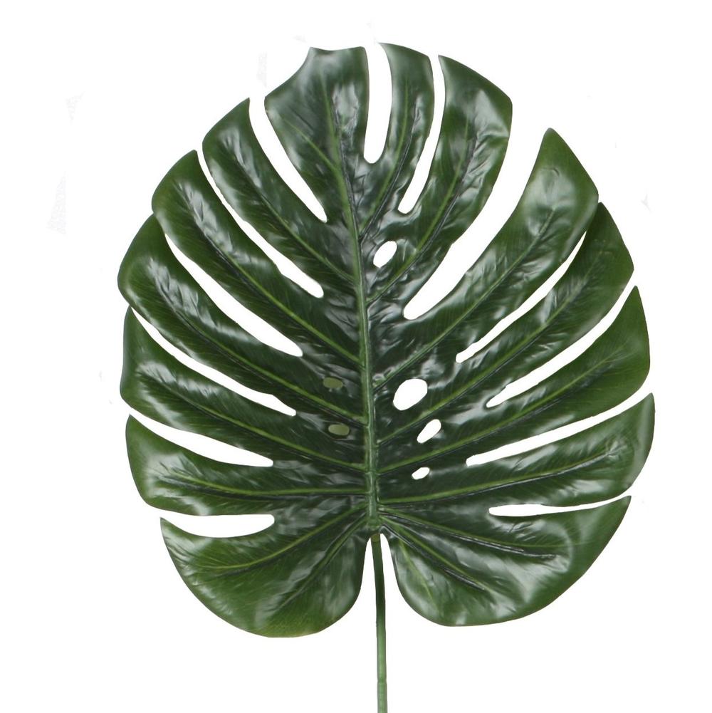 Monstera