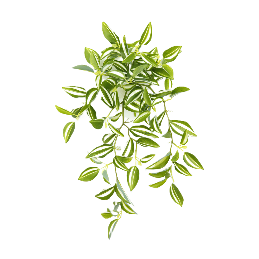 Tradescantia Fluminensis