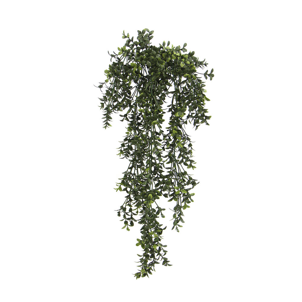 Buxus trail 60 cm