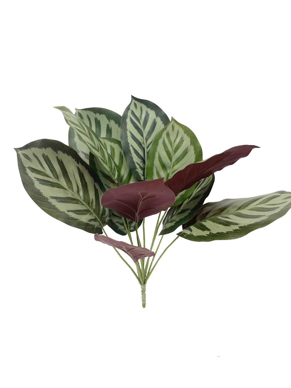 Calathea Zebrina