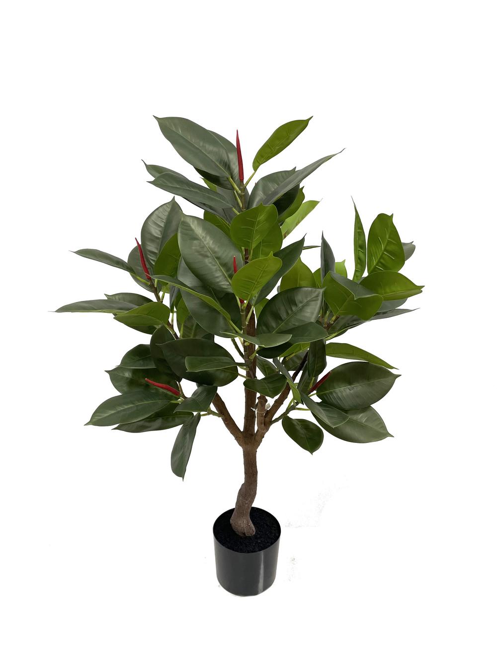 Ficus Robusta 90 cm