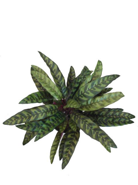 Calathea Insignis