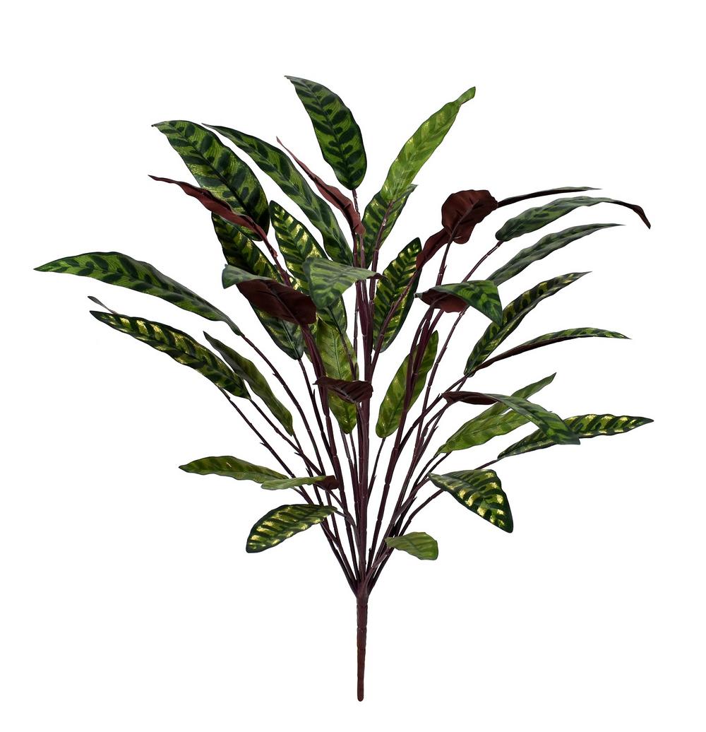 Calathea Insignis XL