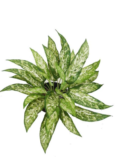 Aglaonema