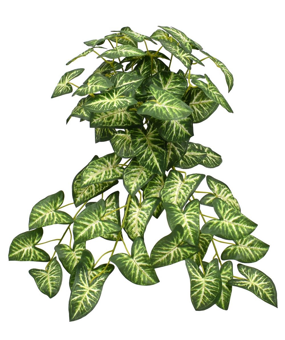 Syngonium bush