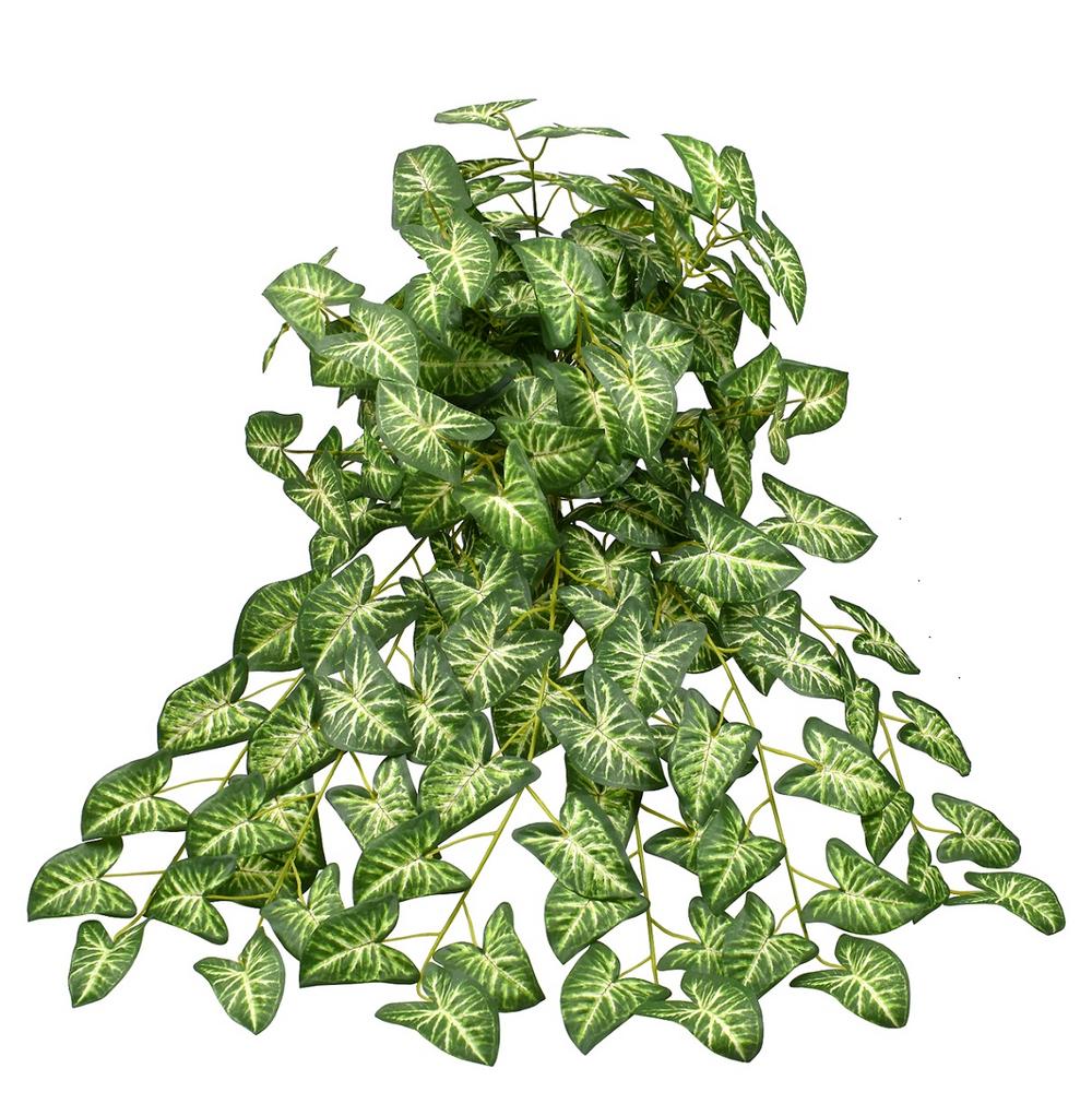 Syngonium bush XL