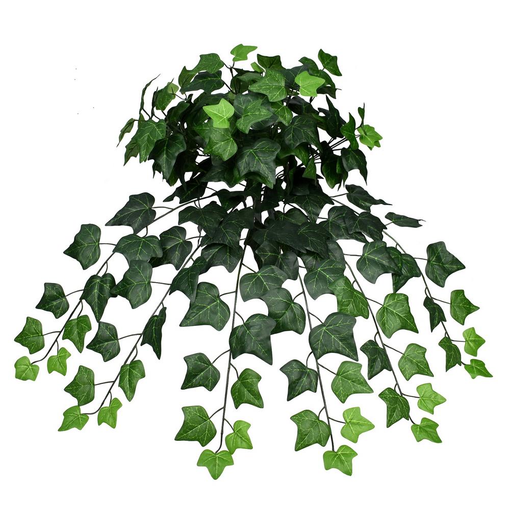 Hedera Helix