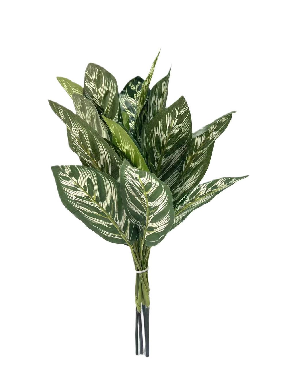 Calathea Makoyana (green)