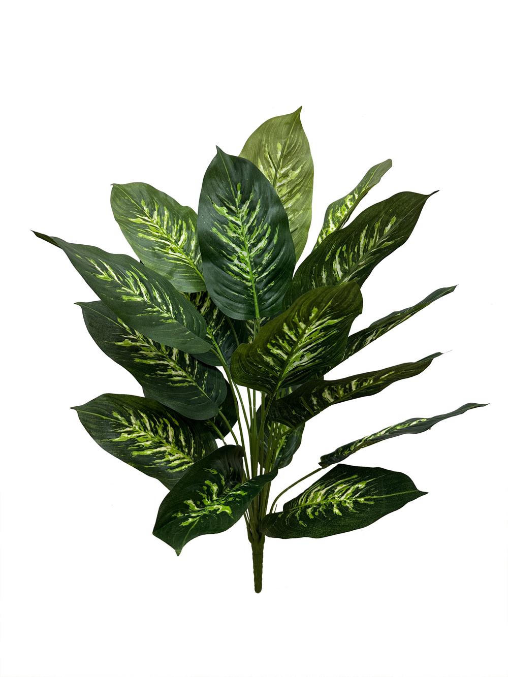 Dieffenbachia Seguine