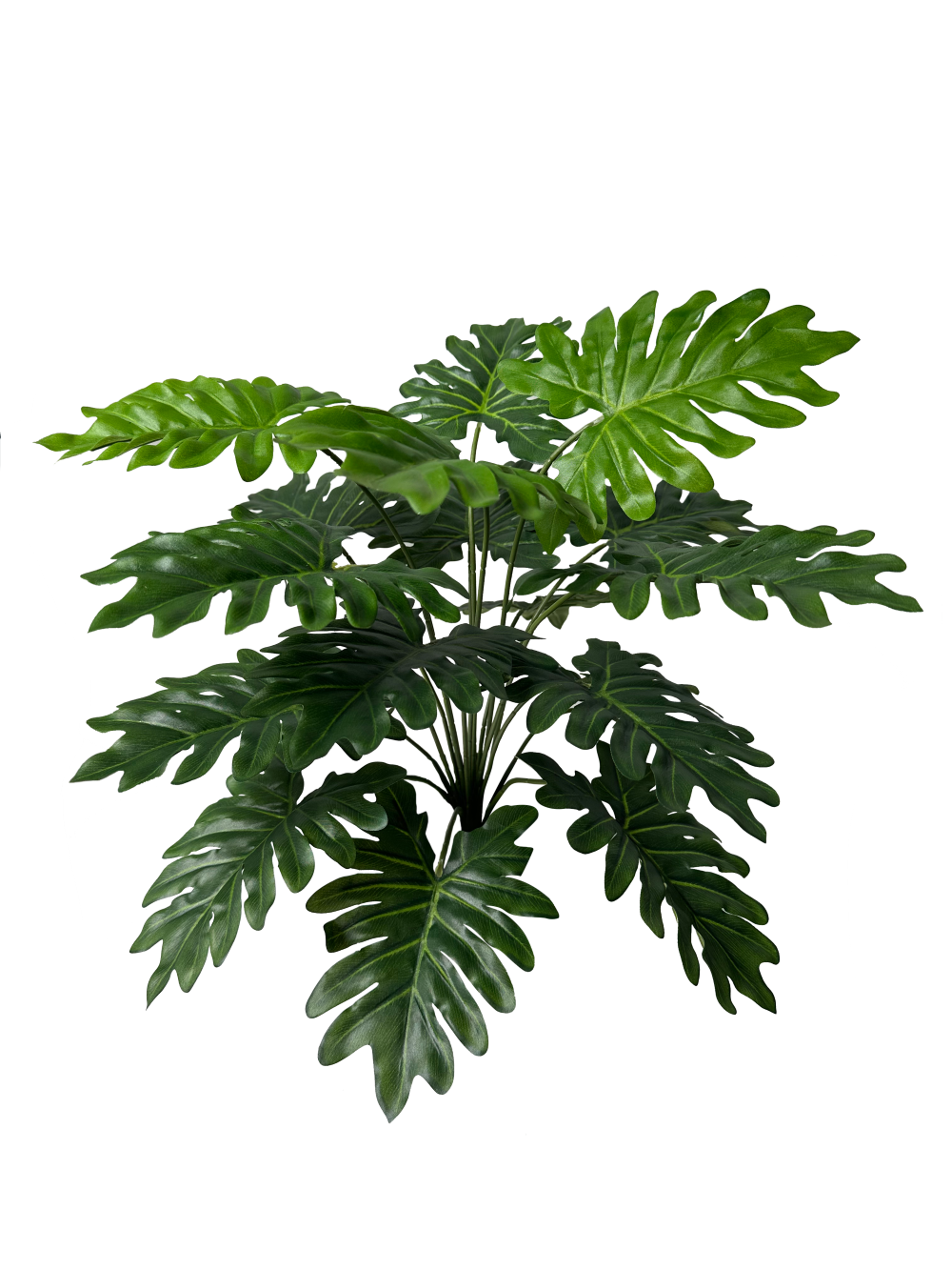 JVE0067 Philodendron Selloum