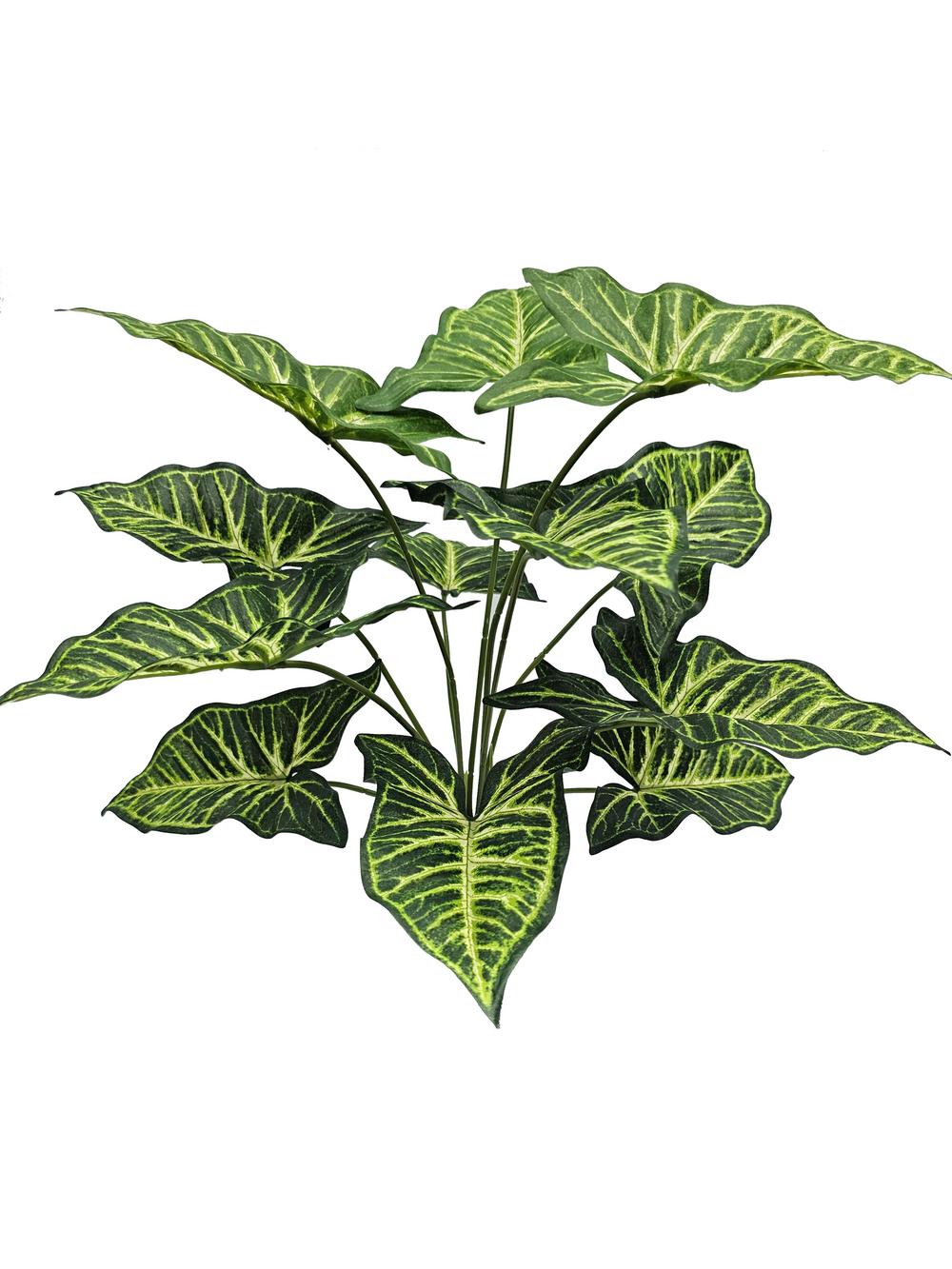 JVE0066 Syngonium plant