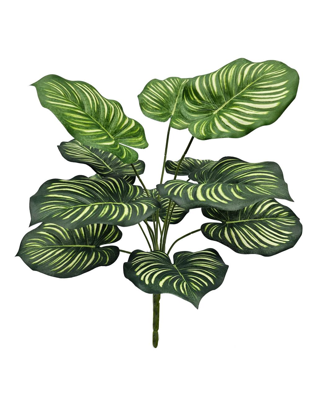 JVE0068 Calathea Orbifolia